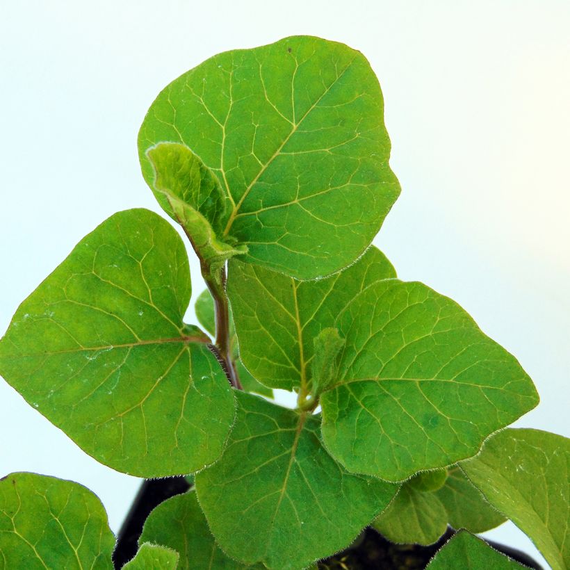 Physalis alkekengi var. franchetii - Lampionblume (Laub)