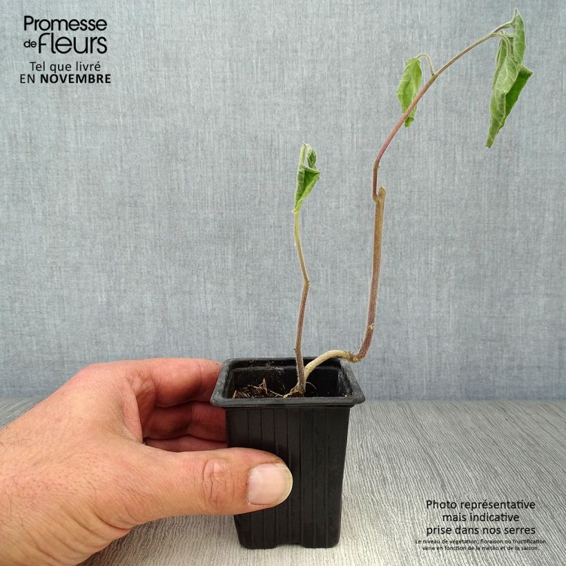 Exemplar von Andenbeere Bio - Physalis peruviana wie im Herbst geliefert