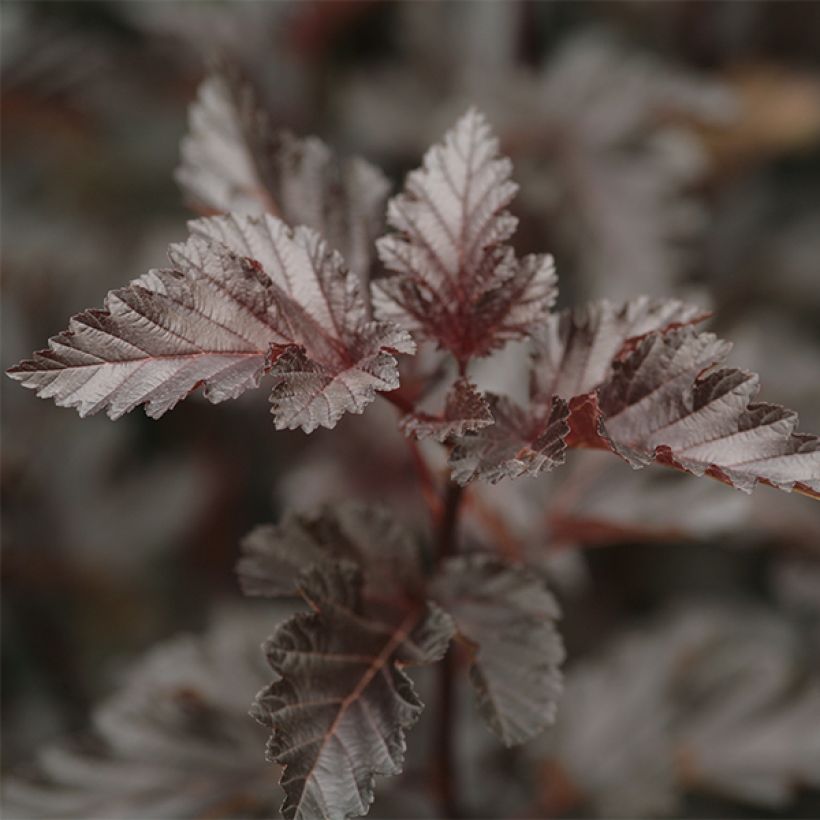 Blasenspiere Midnight - Physocarpus (Laub)