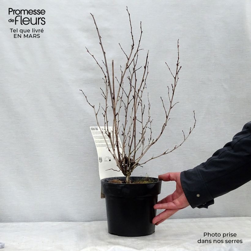 Exemplar von Physocarpe à feuilles d'Obier - Physocarpus opulifolius Rubella Pot de 2L/3L wie im Winter geliefert