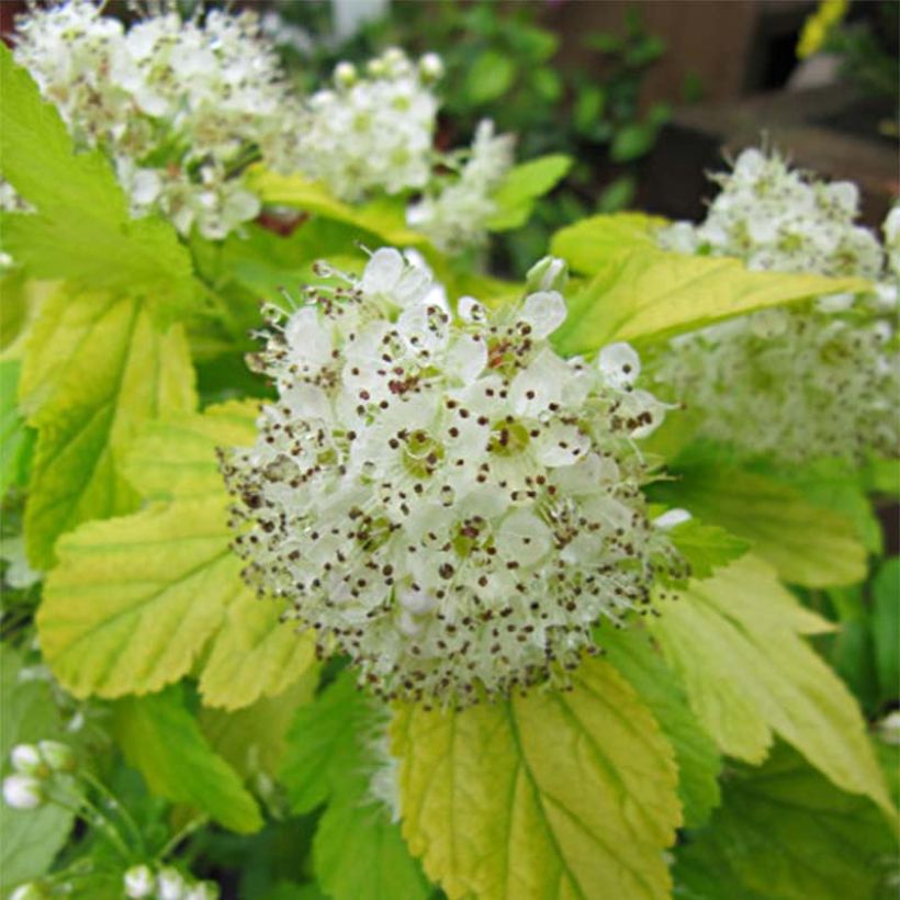 Gelbe Blasenspiere Dart's Gold - Physocarpus (Blüte)