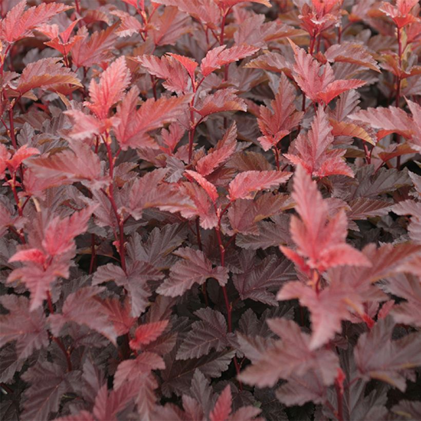 Blasenspiere Lady in Red - Physocarpus (Laub)