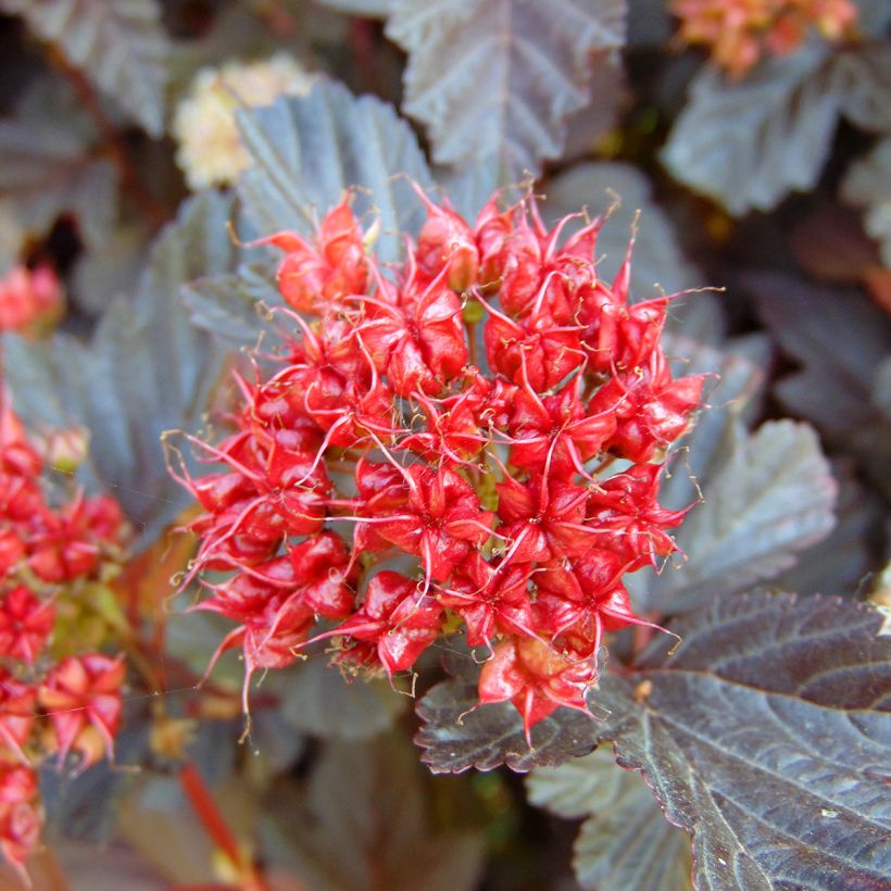 Blasenspiere Lady in Red - Physocarpus (Ernte)