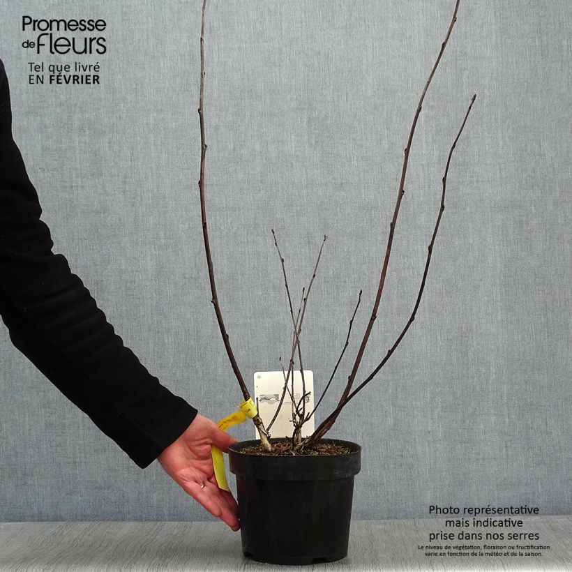 Exemplar von Physocarpus Midnight - Physocarpe à feuille d'obier en pot de 3.5L wie im Winter geliefert