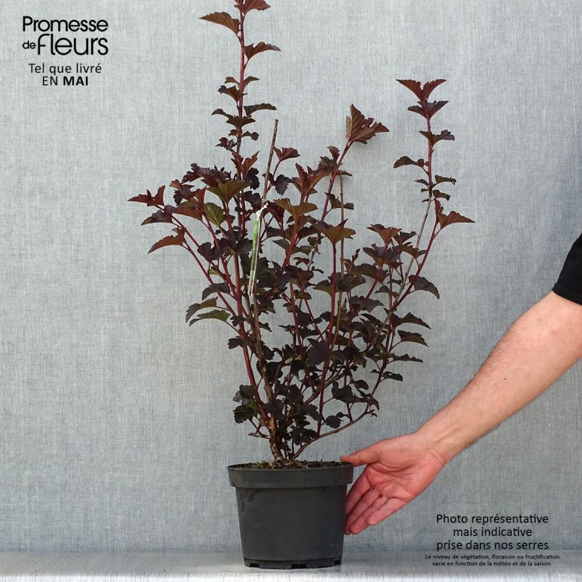 Exemplar von Blasenspiere Midnight - Physocarpus Topf mit 3L/4LGelieferte Höhe ca. 30/40cm wie im Frühjahr geliefert