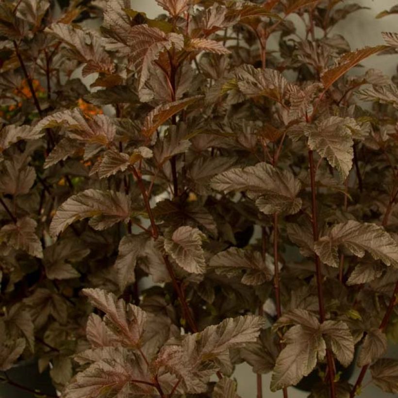 Blasenspiere Diable D'Or - Physocarpus (Laub)