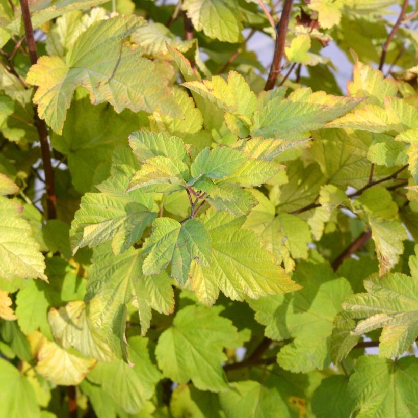 Blasenspiere - Physocarpus (Laub)