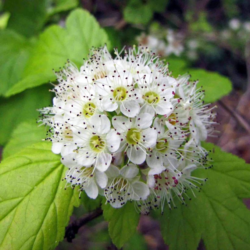 Blasenspiere - Physocarpus (Blüte)