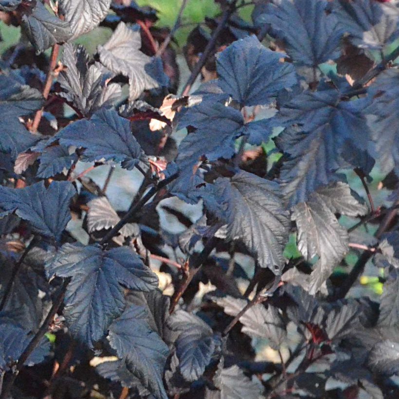 Blasenspiere All Black - Physocarpus (Laub)