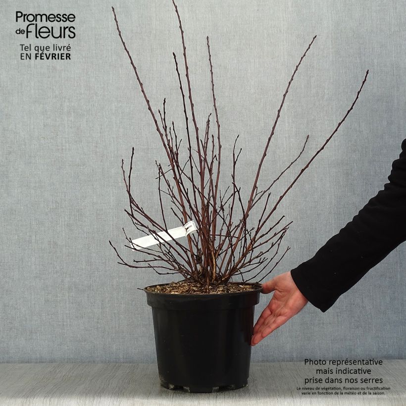 Exemplar von Physocarpus opulifolius All Black - Physocarpe noir en pot de 7,5l/10l wie im Winter geliefert