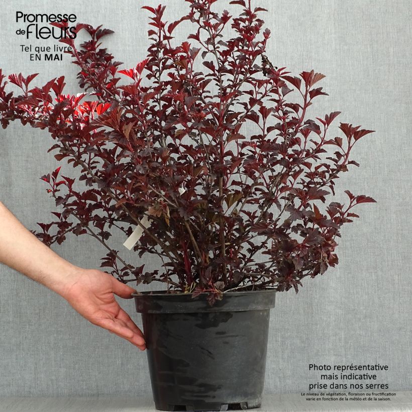 Exemplar von Blasenspiere All Black - Physocarpus Topf mit 7,5L/10LGelieferte Höhe ca. 50/60cm wie im Frühjahr geliefert