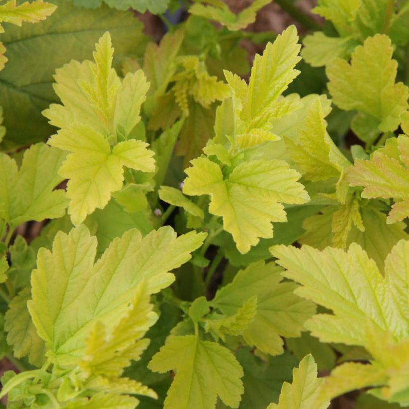 Blasenspiere Angel Gold - Physocarpus (Laub)