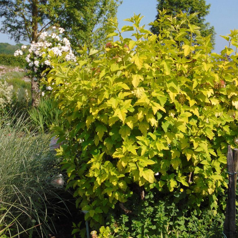 Beispiel eines Exemplars von Physocarpus opulifolius Angel Gold en pot de 3/4L wie geliefert