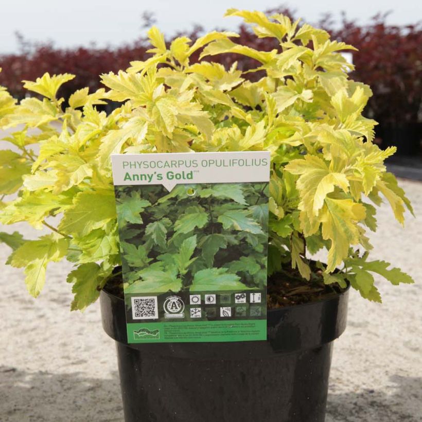 Blasenspiere Anny's Gold - Physocarpus (Hafen)