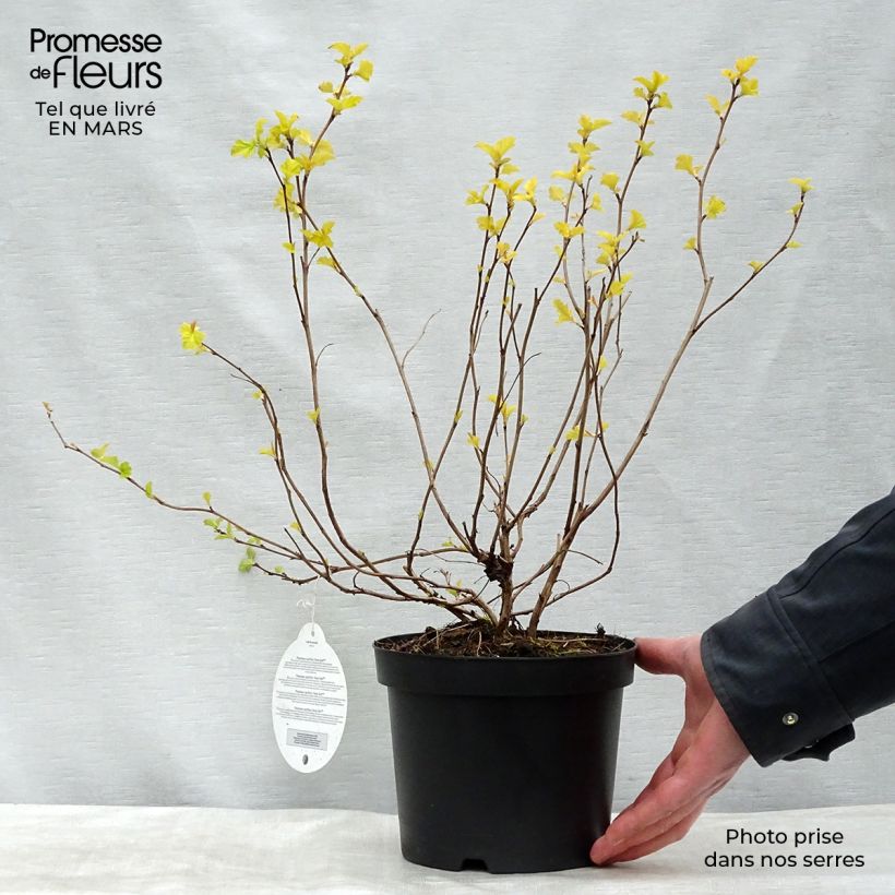 Exemplar von Blasenspiere Anny's Gold - Physocarpus wie im Winter geliefert