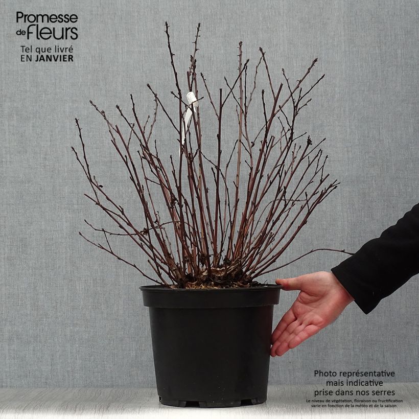 Exemplar von Physocarpus opulifolius Black Light - Physocarpe Pot de 7,5L/10L wie im Winter geliefert