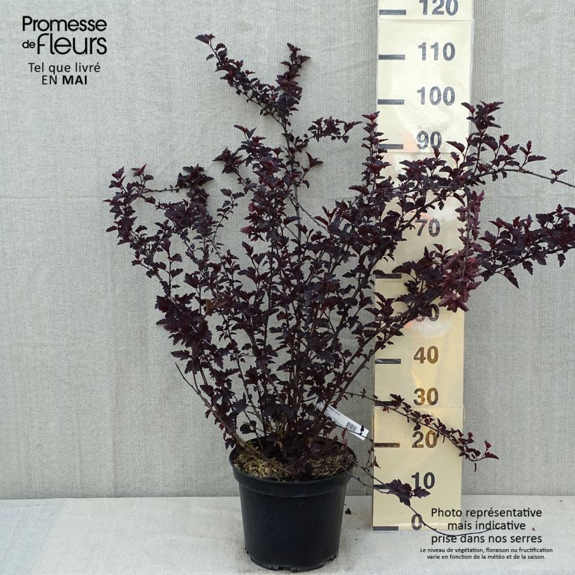 Exemplar von Blasenspiere Black light - Physocarpus Topf mit 7,5L/10LGelieferte Höhe ca. 80/90cm wie im Frühjahr geliefert