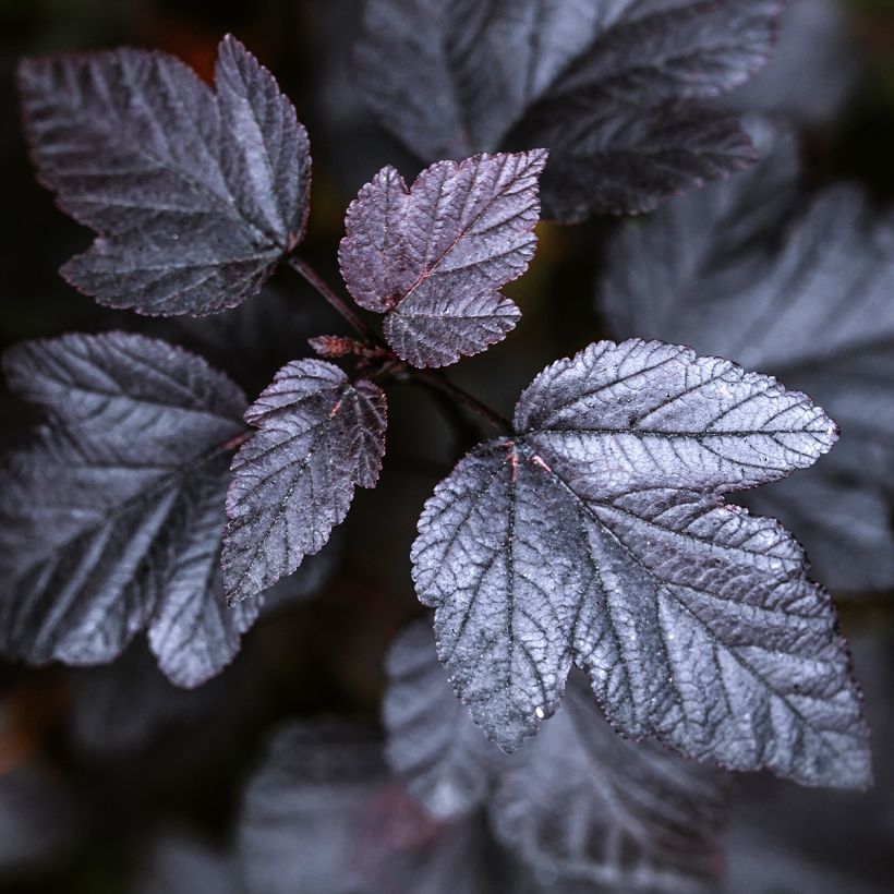 Blasenspiere Black light - Physocarpus (Laub)