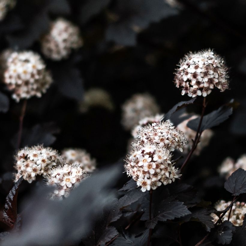 Blasenspiere Black light - Physocarpus (Blüte)