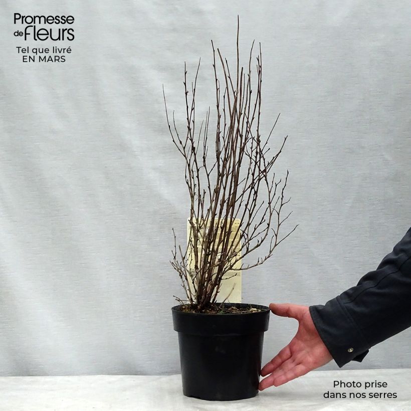 Exemplar von Physocarpus opulifolius Burgundy Candy Pot de 2L/3L wie im Winter geliefert