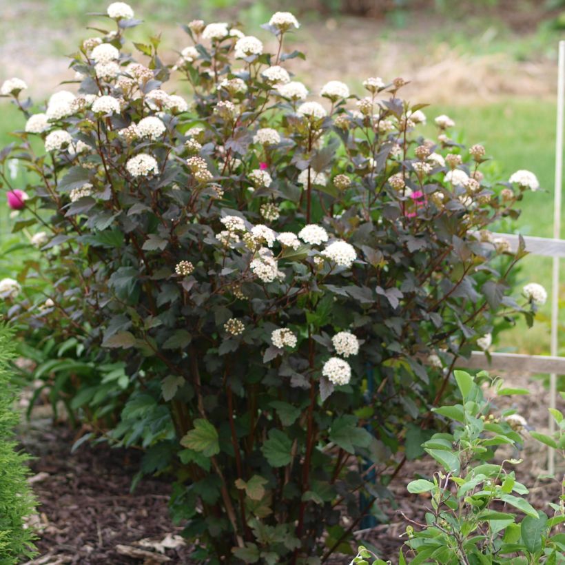 Dunkelrote Blasenspiere Diabolo - Physocarpus (Hafen)