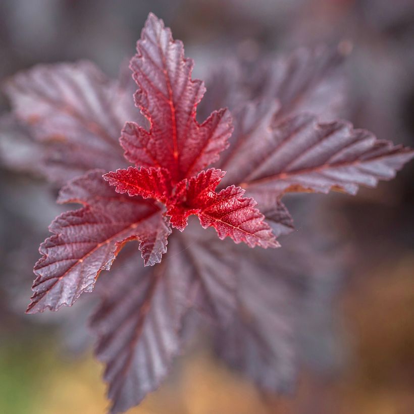 Blasenspiere Fireside 'UMN Harpell' First Editions® - Physocarpus (Laub)