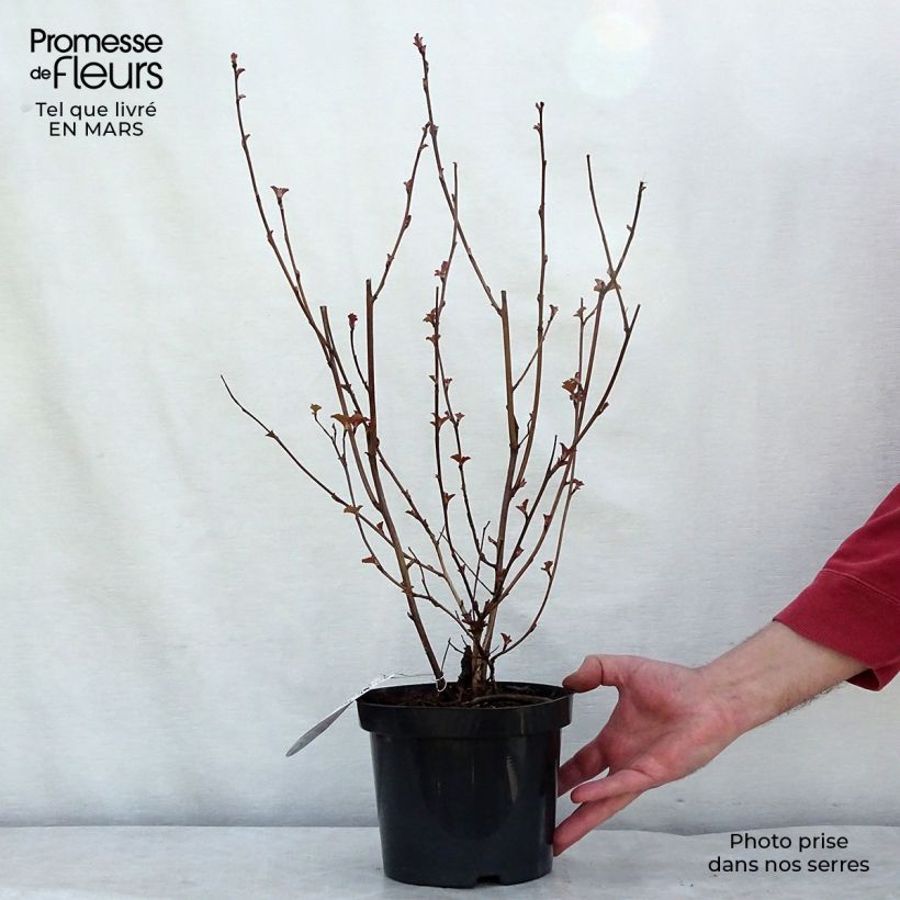 Exemplar von Physocarpus opulifolius Lady in Red - Physocarpe à feuillage pourpre 30/40cm en pot de 3,5L wie im Winter geliefert