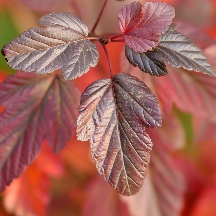 Blasenspiere Little Angel - Physocarpus (Laub)