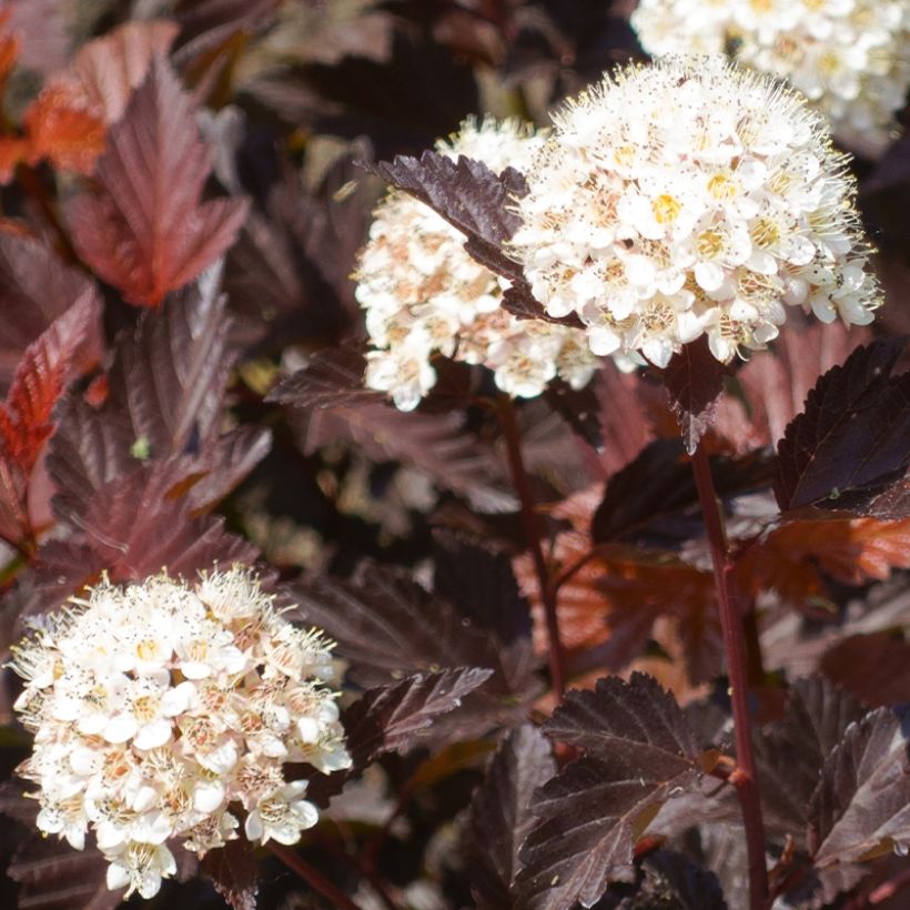 Blasenspiere Little Angel - Physocarpus (Ernte)