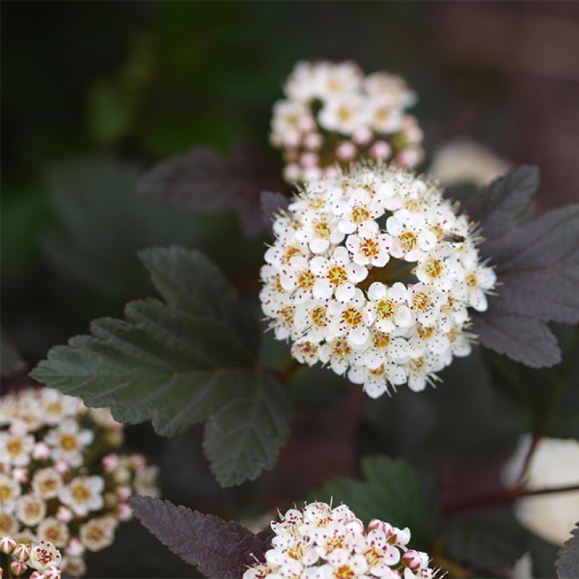 Blasenspiere Little Devil - Physocarpus (Blüte)