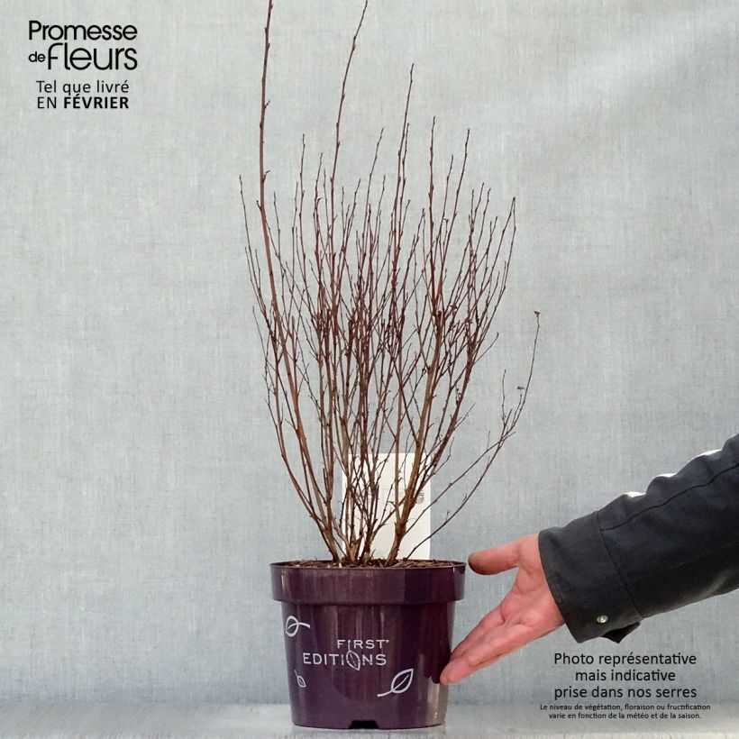 Exemplar von Physocarpus opulifolius Little Devil - Pot de 3,5L wie im Winter geliefert