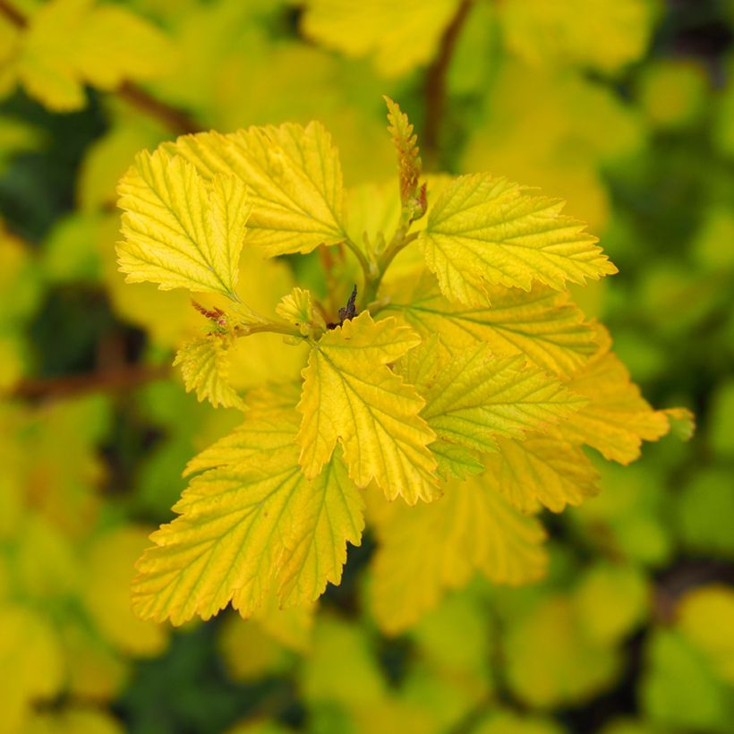 Blasenspiere Luteus - Physocarpus (Laub)