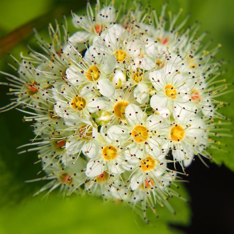 Blasenspiere Luteus - Physocarpus (Blüte)