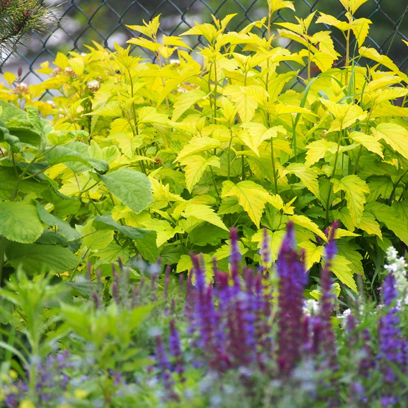 Blasenspiere Luteus - Physocarpus (Hafen)