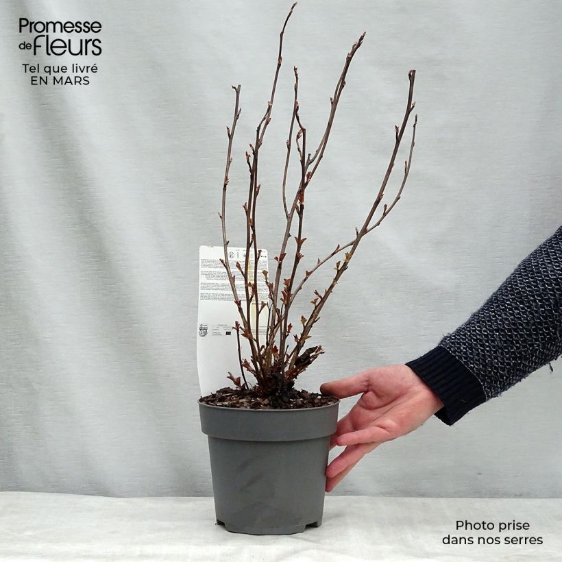 Exemplar von Physocarpus opulifolius Perspektiva Pot de 2L/3L wie im Winter geliefert