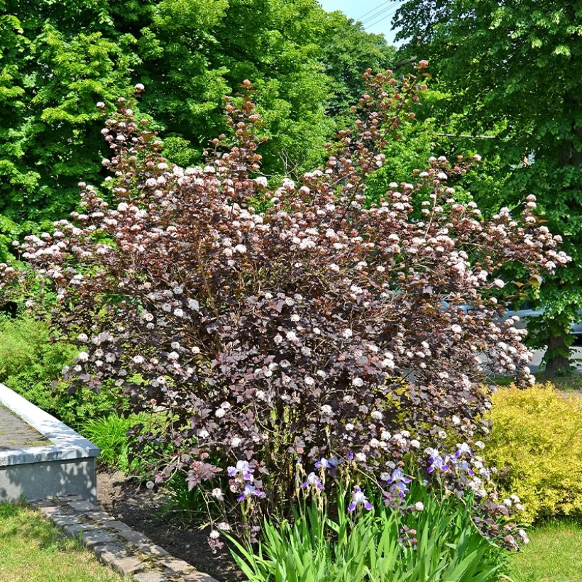 Blasenspiere Perspektiva - Physocarpus (Hafen)