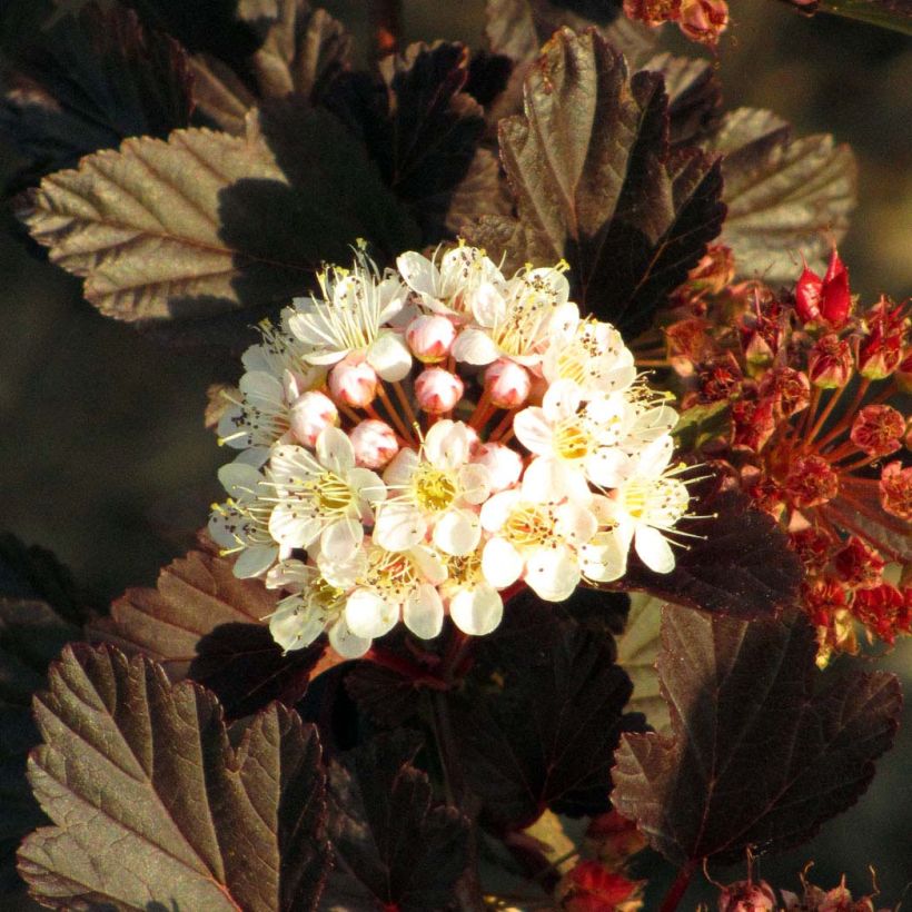 Blasenspiere Summer Wine - Physocarpus (Blüte)