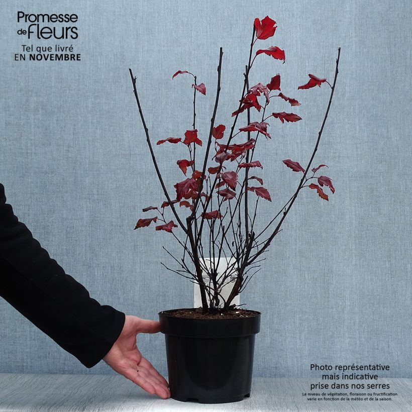 Exemplar von Blasenspiere Summer Wine - Physocarpus wie im Herbst geliefert