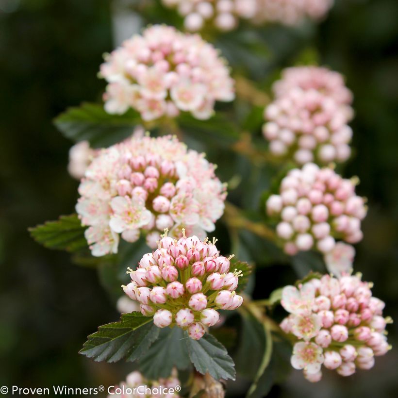 Blasenspiere Tiny Wine® Proven Winners® - Physcocarpus (Blüte)