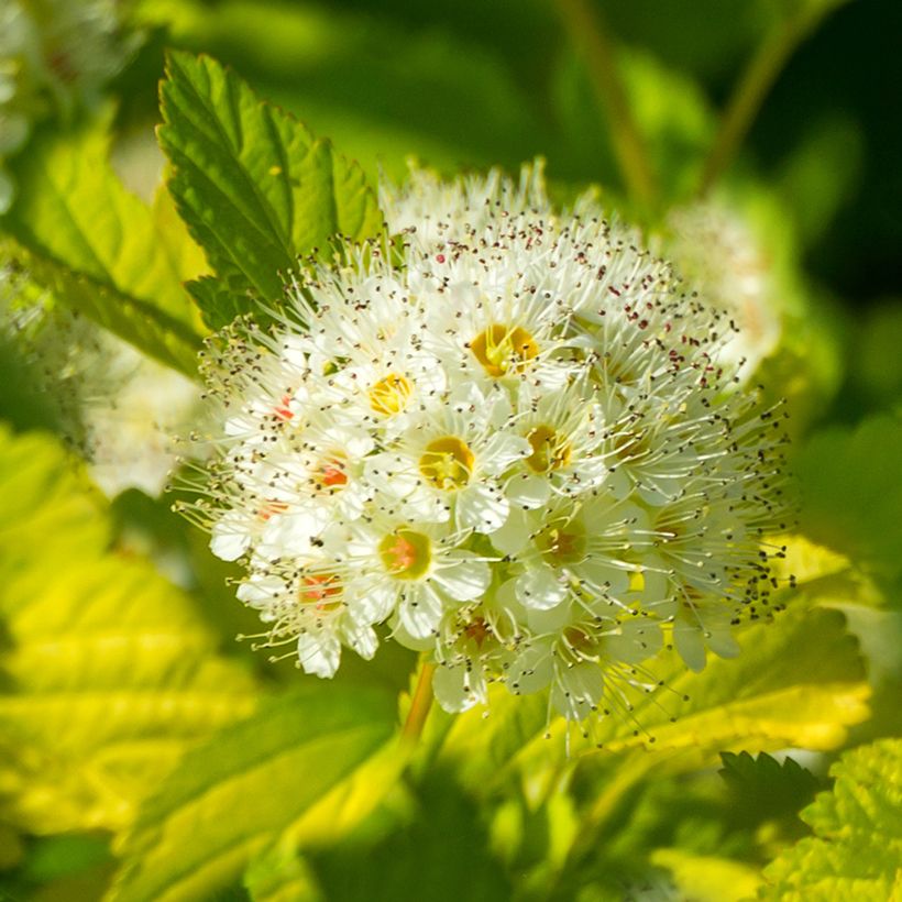 Blasenspiere Tiny Wine Gold - Physocarpus (Blüte)