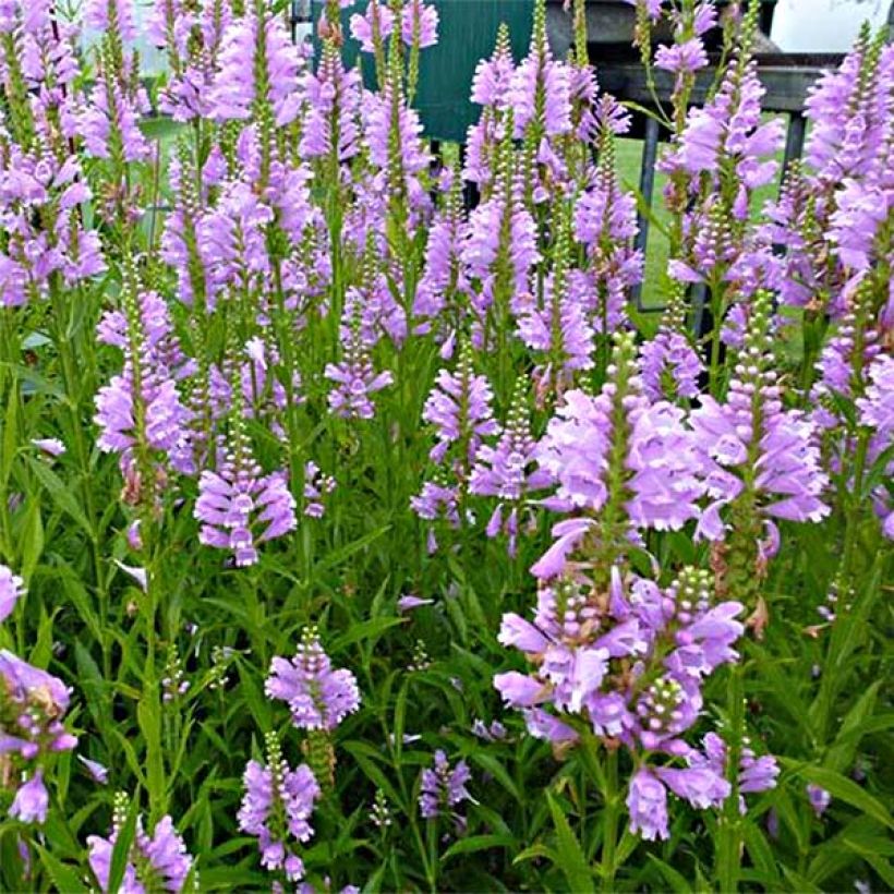 Physostegia virginiana Bouquet Rose - Gelenkblume (Blüte)