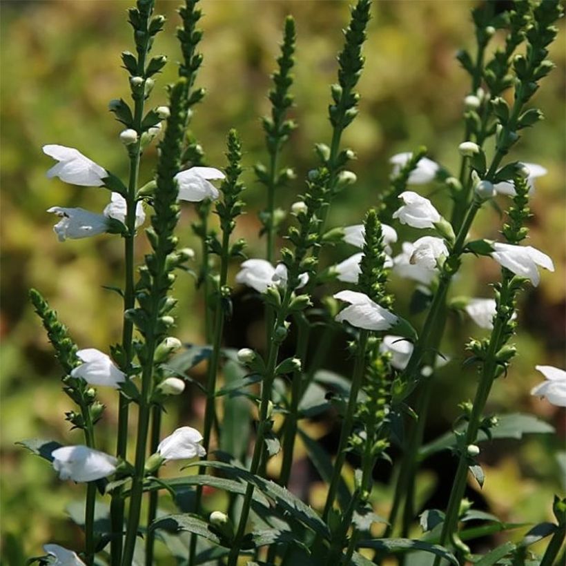 Physostegia virginiana Miss Manners - Gelenkblume (Blüte)