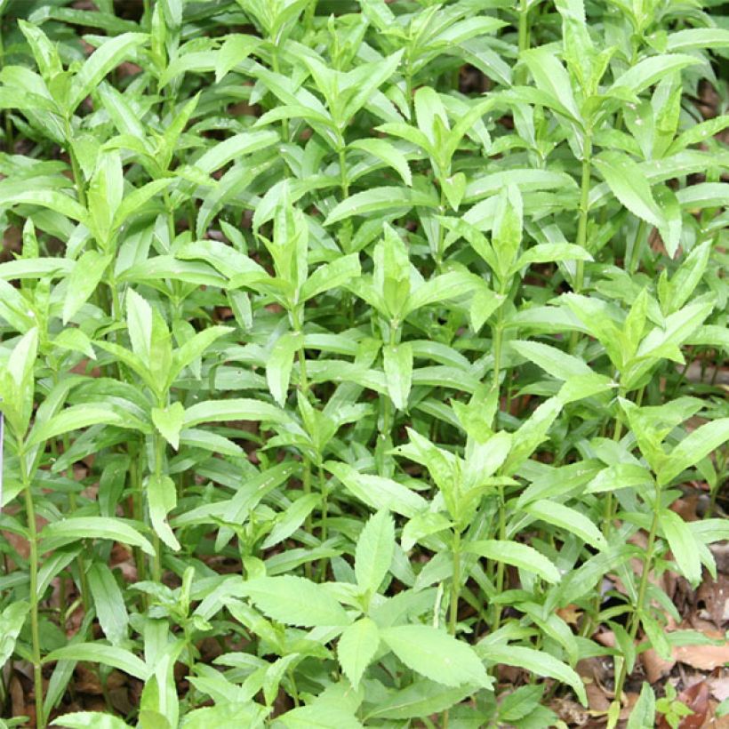 Physostegia virginiana Summer Snow - Gelenkblume (Laub)