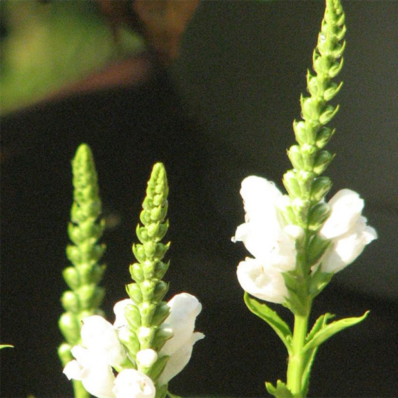 Physostegia virginiana Summer Snow - Gelenkblume (Blüte)