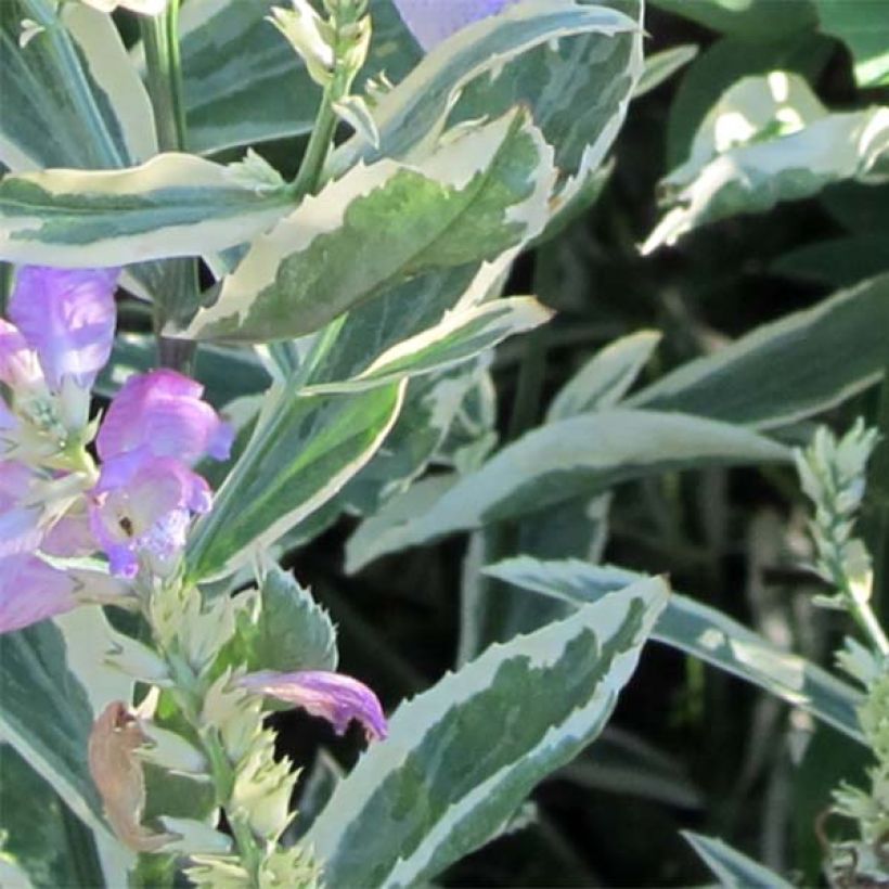 Physostegia virginiana Variegata - Gelenkblume (Laub)