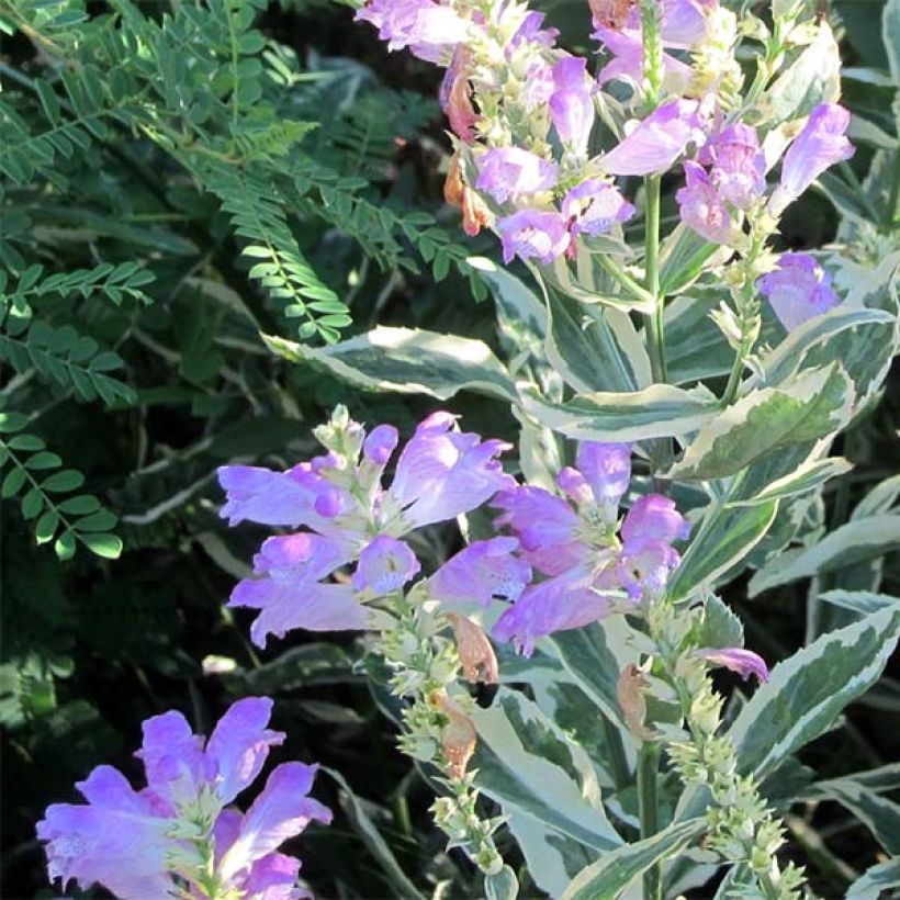 Physostegia virginiana Variegata - Gelenkblume (Blüte)