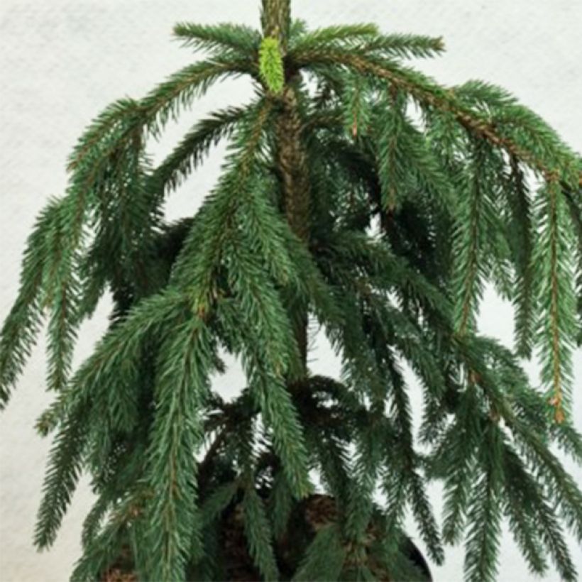 Picea abies Aarburg (Laub)