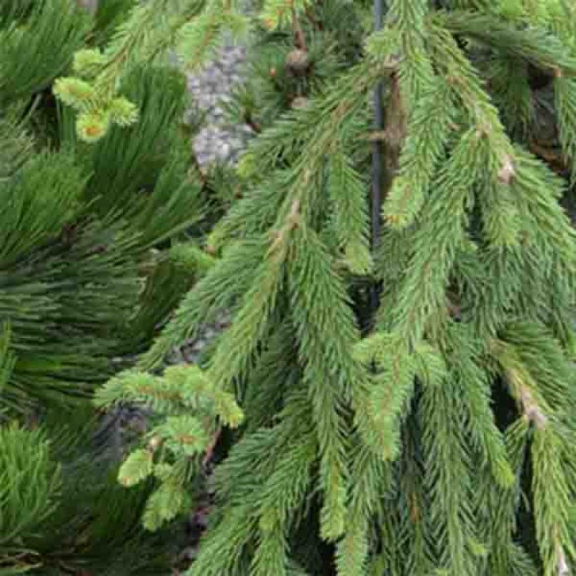 Picea abies Frohburg (Laub)