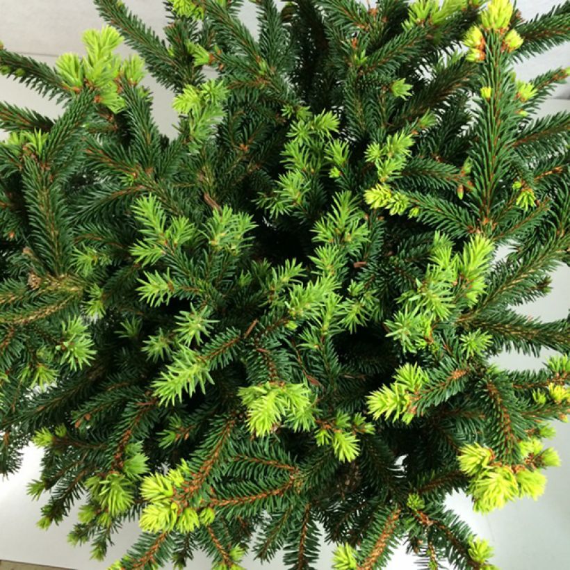 Picea abies Hana Subutus (Laub)