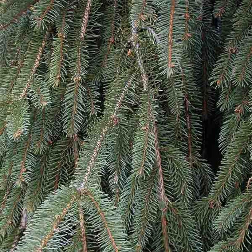 Picea abies Inversa (Laub)